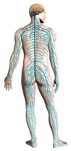 Human nervous system, system that conducts stimuli from sensory receptors to the brain and spinal cord and conducts impulses back to other body parts. Neuropathy, the pain of nerve damage and what can be done about it | McVitamins.com