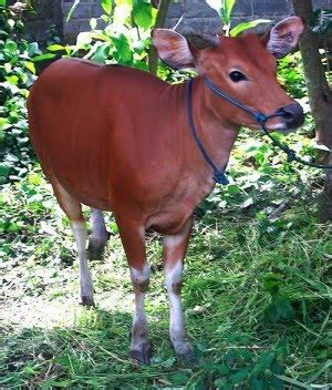 Rutin dimandikan salah satu cara yang paling umum. Iral's Pena: Sapi Bali sebagai Kekayaan Plasma Nutfah ...