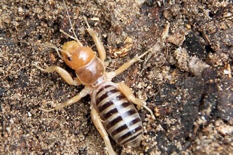 Jerusalem crickets (or potato bugs) are a group of large, flightless insects in the genera ammopelmatus and stenopelmatus, together comprising the subfamily stenopelmatinae. Cara de niño: características, hábitat, reproducción ...