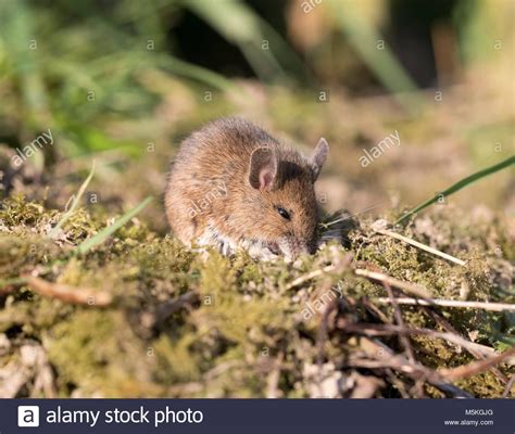 Maybe you would like to learn more about one of these? Braune Maus Im Garten Das sind Instant Mood Boosters von ...