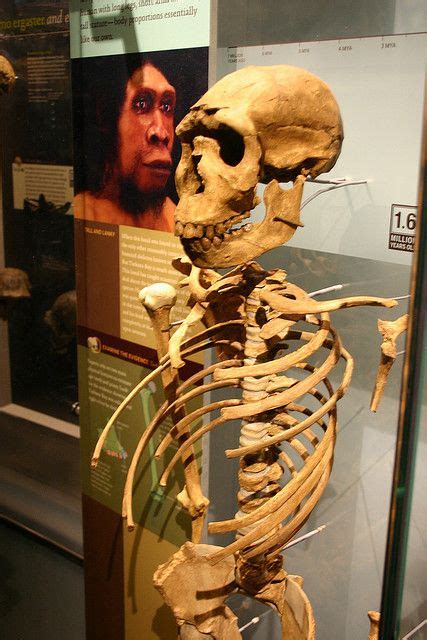 This specimen is the most complete early human skeleton ever found. Turkana Boy | Ancient, Ancient people, Early humans