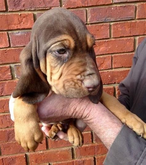 The legislative assembly of st. Bloodhound Puppies For Sale | Saint Pete Beach, FL #116030