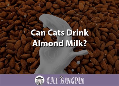 Soy is also safe and is actually found in many pet foods as a protein just one cup of soy or almond milk contains around 100 calories! Can Cats Drink Almond Milk? - Cat Kingpin