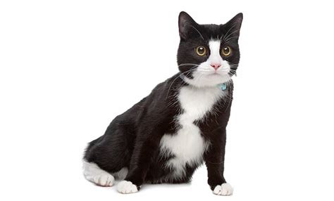 Do you like a famous movie star, musician, novelist or activist that comes from ireland? 37 Tuxedo Cat Names We Adore - Find Cat Names