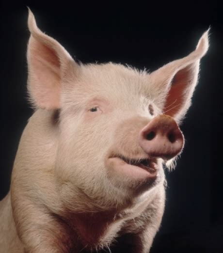Jeune cochonne blonde et zoophile copulant avec sensualité. Une femme vit avec un cochon de 80 kilos