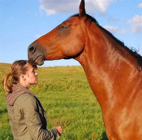 Pony horse animal foal mammal riding pony ride mare equine horseback riding. Academia Liberti: The Science Of The Horse-Human Heart Connection | Horses, Horse riding quotes ...