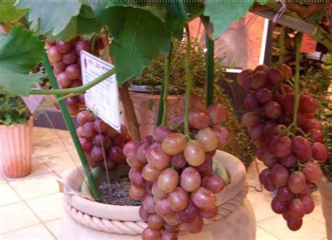 Labu parang mempunyai banyak sekali kegunaan atau manfaat,. Budidaya Pertanian: Cara Agar Buah Anggur Berbuah Banyak ...