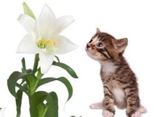 Many flowers are given the generic classification of lily. Lovely Lilies and Curious Cats: Dangerous Combination ...