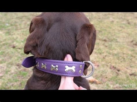 Once the harness is in place, slide the strap adjustments to loosen or tighten so the harness how is a harness different from a collar in this regard? How Tight Should a Dog Collar Be? - YouTube