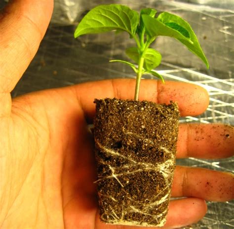 Maybe you would like to learn more about one of these? When to Transplant seedlings