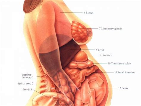 About a third of new mothers who gained only 25 to 30 pounds will be back to their. Diagram Internal View Of Pregnant Women | Human anatomy ...
