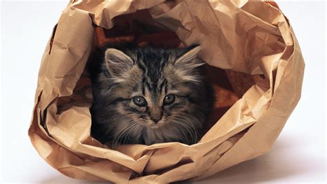Почему коты любят коробки и пакеты: Почему кошки любят коробки и пакеты?