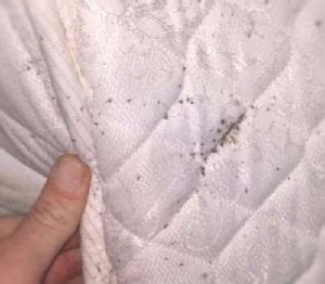 We've been helping the good people of columbus find reliable, affordable solutions to the pest control problems for over 16 years now, and there's no pest. Bed Bug Exterminator Columbus Ohio | Heat Treatment | #1 ...