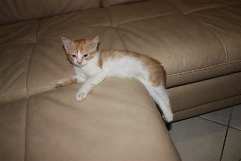 Hence no need for additional insulation. Arabian Mau Cat Info, Personality, Kittens, Pictures