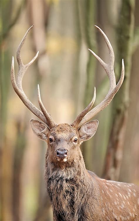 This is due to newswire licensing terms. Bragging-sized antlers | Tractor Supply Co.