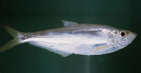 Ikan mas lokal memiliki warna dan bentuk. Jenis Ikan Kemprit atau Mata Lebar di Indonesia