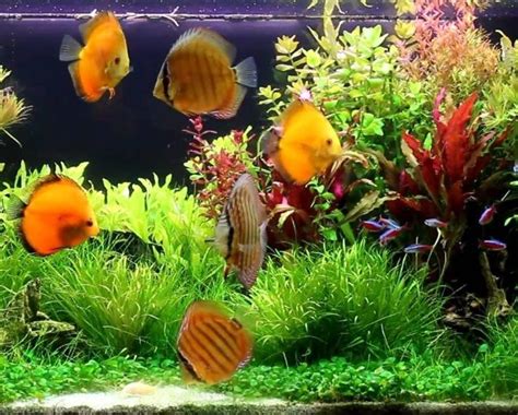Cara memelihara ikan cupang hias. Cara Memelihara Ikan Hias di Akuarium - http://bibitbunga ...