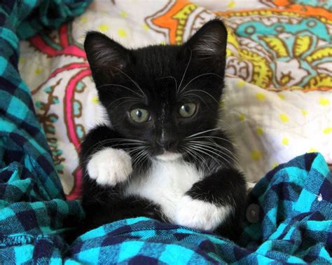 We partner with shelters across north america to help homeless pets find loving homes. Kitten Yoga, Catapalooza & More: Welcome to Tender Loving ...