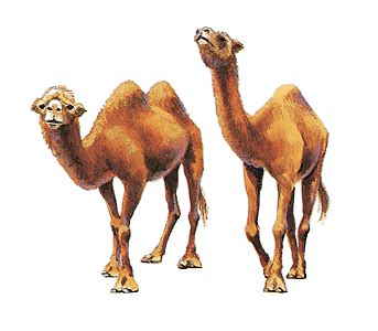 Camels are the most important source of food in the desert. Mender Family: Hump Day