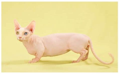 These cats are small to medium in size and muscular in build. Hairless Cats - The Ultimate Guide of Hairless Cat Breeds