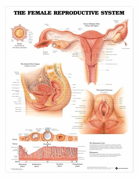 Male anatomy ― side view (labelled). The Female Reproductive System Anatomical Chart - Anatomy ...