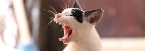 Coughing in cats is not any different than that in humans. My Cat is Coughing, What Do I Do?