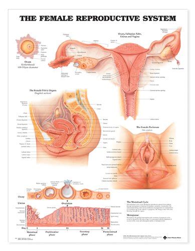 Hey polycount, i'm starting a new character and i figured i'd take the time to do some more anatomy studying. Female anatomy pics. Woman Anatomy Organs - Anatomy ...