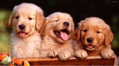Their friendly nature makes them the perfect choice for your family pet! Cute Golden Retriever Puppies Wallpaper image | Free HD ...