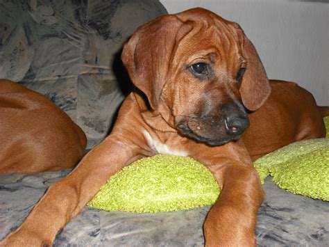 Ein rhodesian ridgeback wird 63 bis 69 cm groß ( widerristhöhe ) und wiegt etwa 36,5 kg. Rhodesian Ridgeback Welpen in Beilrode | Tiere | Kleinanzeigen