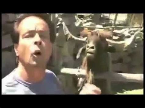 4 ноя 2013 28 просмотров. Funny Goats Screaming like Humans - YouTube