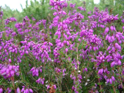 Heather flowers come from the family of plants ericaceae (3).; Free Stock photo of Nature Detail of Flowering Purple ...