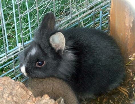 Älter als 1 jahr nordrhein westfalen, kleve landkreis, 47589, uedem. Hasen Kaninchen Kleinanzeigen | Hasen Kaninchen Annoncen ...