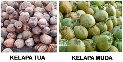 Apabila anda mulai untuk mengkonsumsi air maupun buah harga berbagai jenis kelapa sangat bervariasi. Anim Agro Technology: KELAPA MUDA VS KELAPA TUA