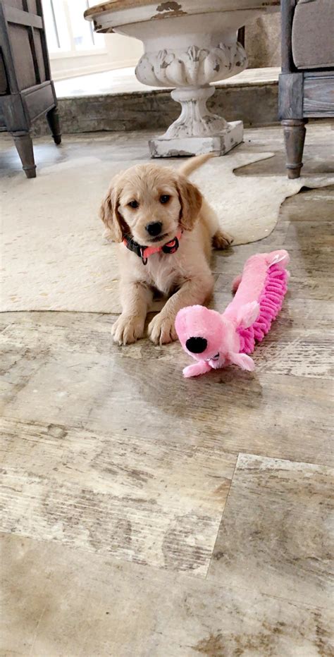 The best way to groom a goldendoodle cannot be complete without clipping the fur. Will my goldendoodle hey curlier or is just a more ...