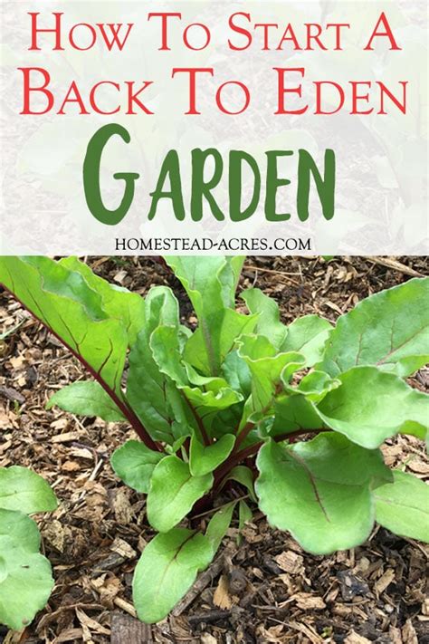 Almost eden and john are fantastic. Beginner's Guide To Back To Eden Gardening {No Dig ...