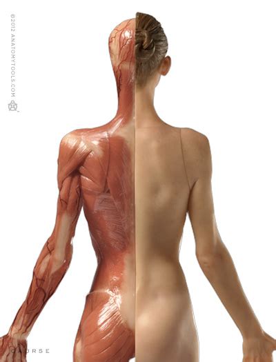 May 31, 2021 · back anatomy. Pixologic > Anatomy Tools Reference Figures > Anatomy ...