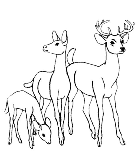 Baby deer coloring pages are a fun way for kids of all ages to develop creativity, focus, motor skills and color recognition. Sélection de coloriage chevreuil à imprimer sur LaGuerche ...