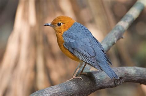 Burung yang berasal dari papua ini pun susah dan jarang ditemukan. Daftar Harga Burung Anis September 2018