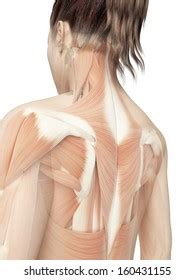 Hs wide slider hs hair:top,hair:pigtails,hair:sides,hair:back,hair:bangs modifies related parts of hairs. Neck Muscles Images, Stock Photos & Vectors | Shutterstock