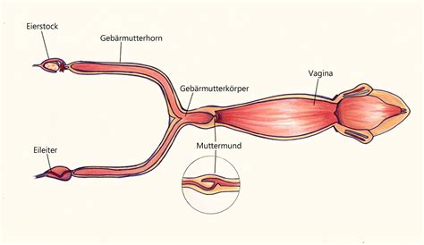 Halawa eignet sich besonders für die intimenthaarung, da es sehr schonend zur haut ist und auch auf den innenseiten der schamlippen angewendet werden kann. Die Hündin ist trächtig: Faszinierendes zu Anatomie & Geburt