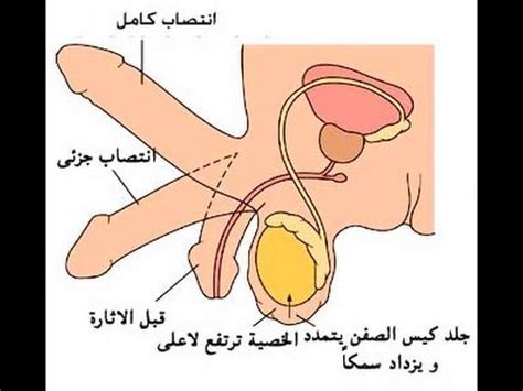 4 اوضاع جنسية وضع حرف السرير. المناطق الاكثر إثارة عند المرأة | Doovi