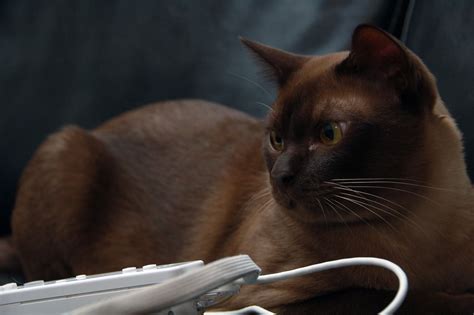 I love cats but unfortunately i have become allergic to them. burmese cats - Yahoo Image Search results | Cat breeds ...