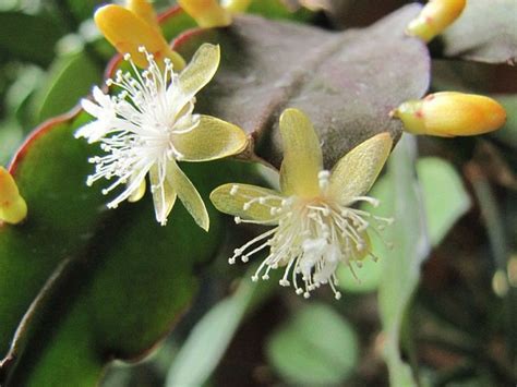 Its lovely flowers brighten up any interior. Rhipsalis elliptica | Succulents, Bromeliads, Plant species