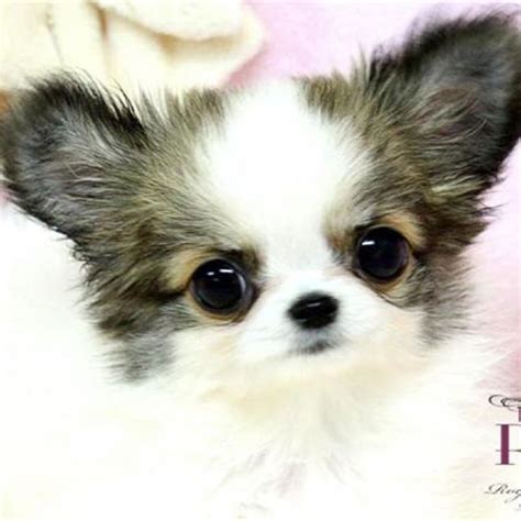 Chihuahua puppy for sale in galveston, tx, usa. ADORABLE