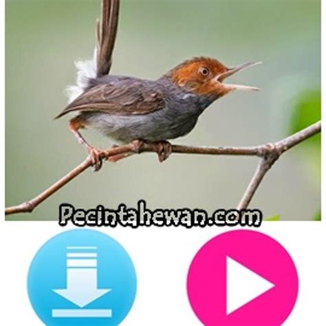 Download suara burung prenjak masteran pancingan prenjak lumut kepala merah betina gacor dari dengan berbagai macam jenisnya. Download Suara Burung Dudut Betina : DOWNLOAD Suara Burung ...