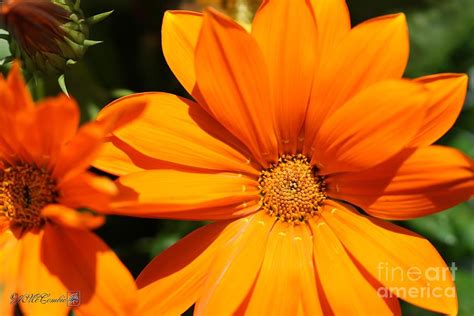 Extremely hardy and fast growing evergreen ground cover with large orange flowers providing a colourful display. Gazania Named New Day Clear Orange Photograph by J McCombie