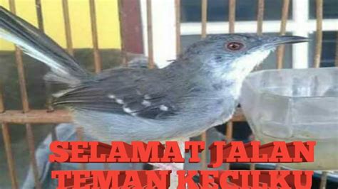 Suara burung ciblek yang berkualitas tentunya membutuhkan perawatan dan melakukan pemasteran yang rutin, agar suara khas ngebren yang dimiliki dari burung ciblek tersebut dapat dikeluarkan oleh burung itu sendiri. Ciblek kristal gacor brem gelombang Otw Malang,..! - YouTube