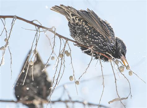 In addition, the starling has been introduced to new zealand, fiji, southern australia, south africa, jamaica, and north america. Starlings flock to Powell | Powell Tribune