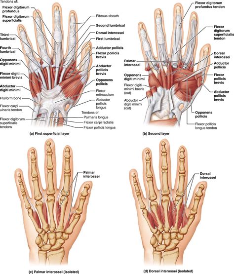 Both are made of collagen. Human Hand Anatomy - koibana.info | Hand anatomy, Anatomy ...