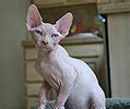 Often these cats need siightiy different care than other cats, perhaps. Nudels Texas Hairless Sphynx cats & hairless Sphynx ...